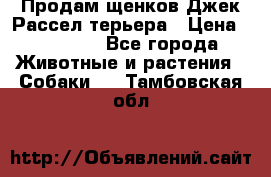 Продам щенков Джек Рассел терьера › Цена ­ 25 000 - Все города Животные и растения » Собаки   . Тамбовская обл.
